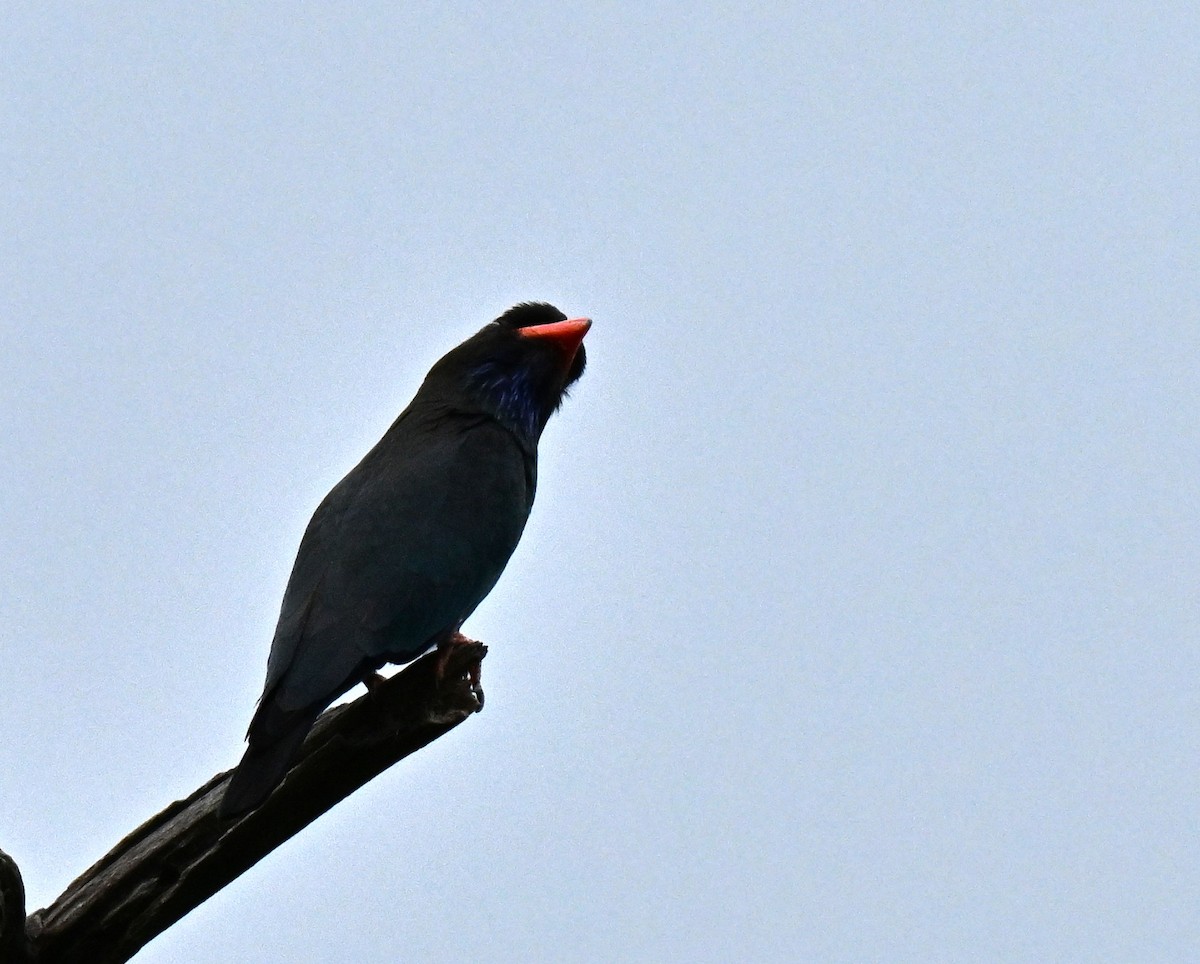 Dollarbird - ML646577699