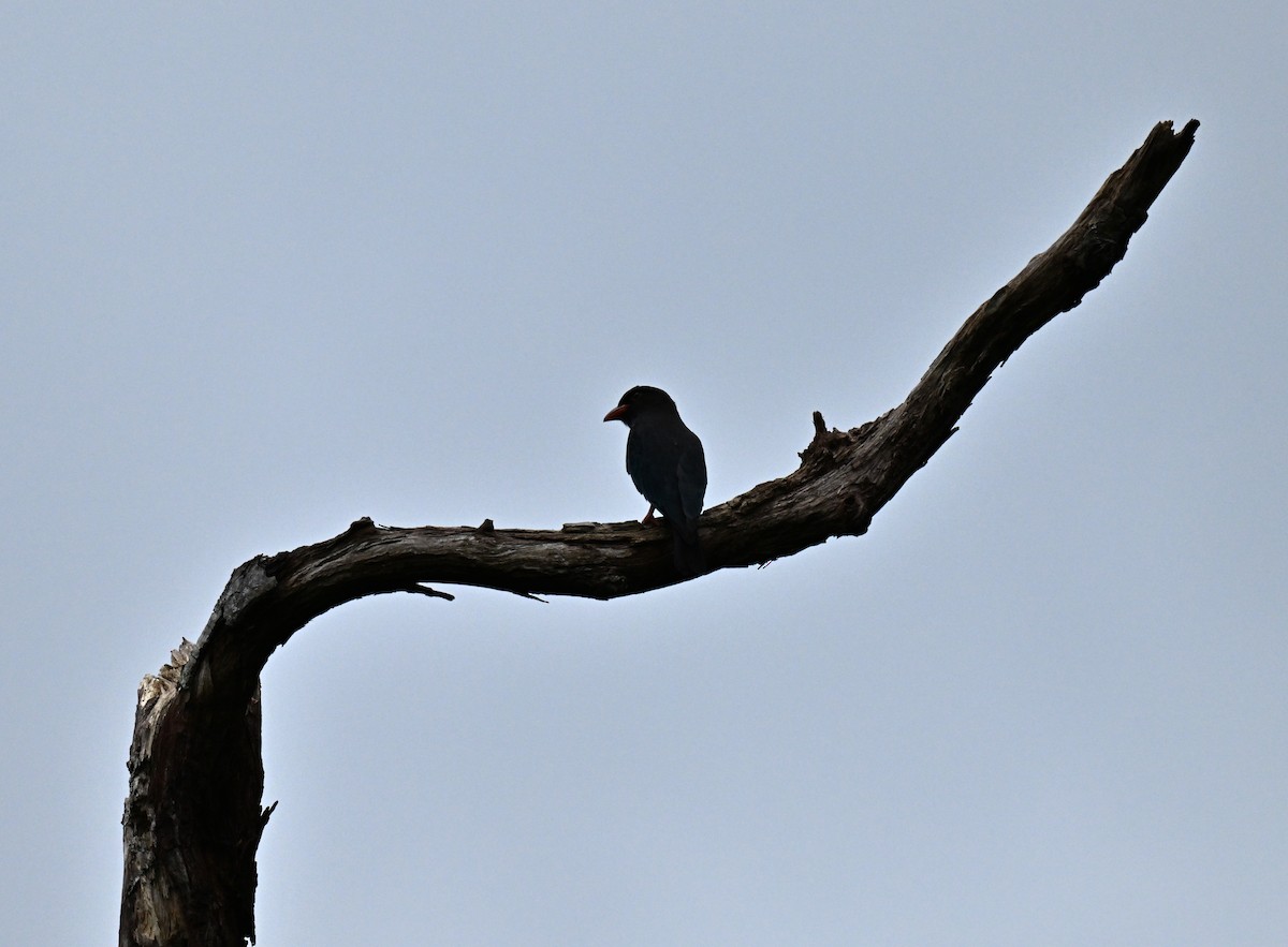 Dollarbird - ML646577700