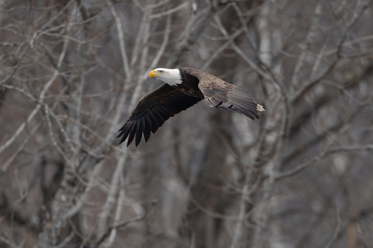 Pygargue à tête blanche - ML646577702