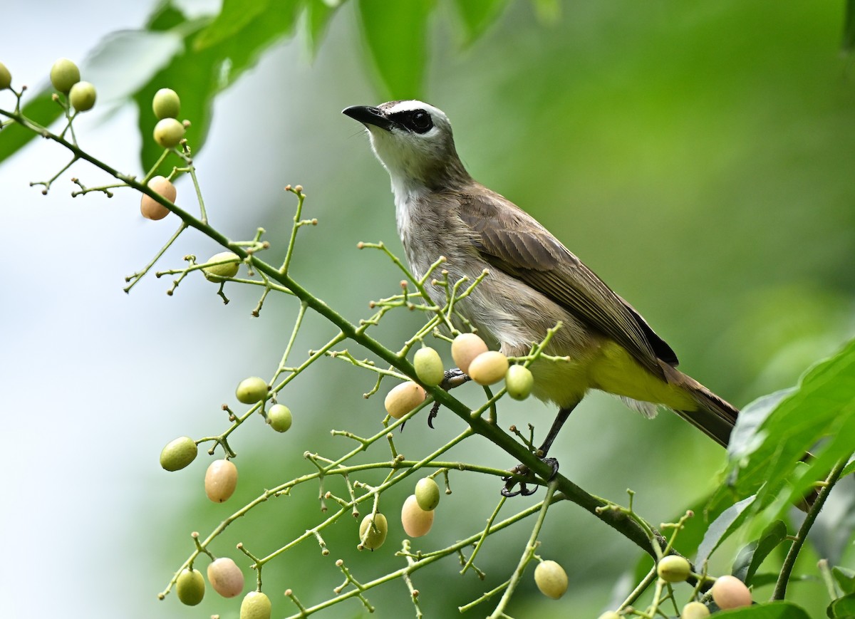 Yellow-vented Bulbul - ML646577706