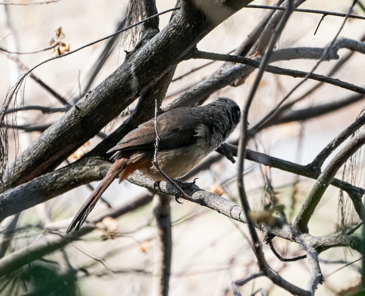 Masked Laughingthrush - ML646577708
