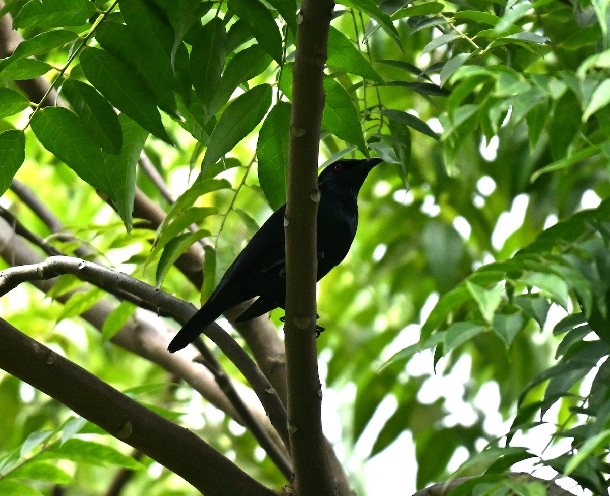 Asian Glossy Starling - ML646577709