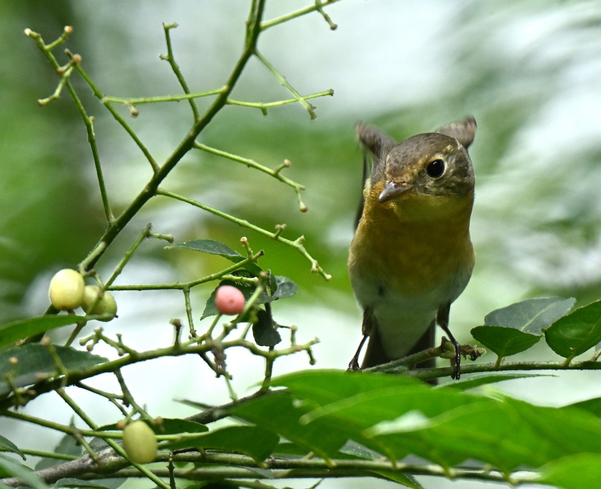 Mugimaki Flycatcher - ML646577716