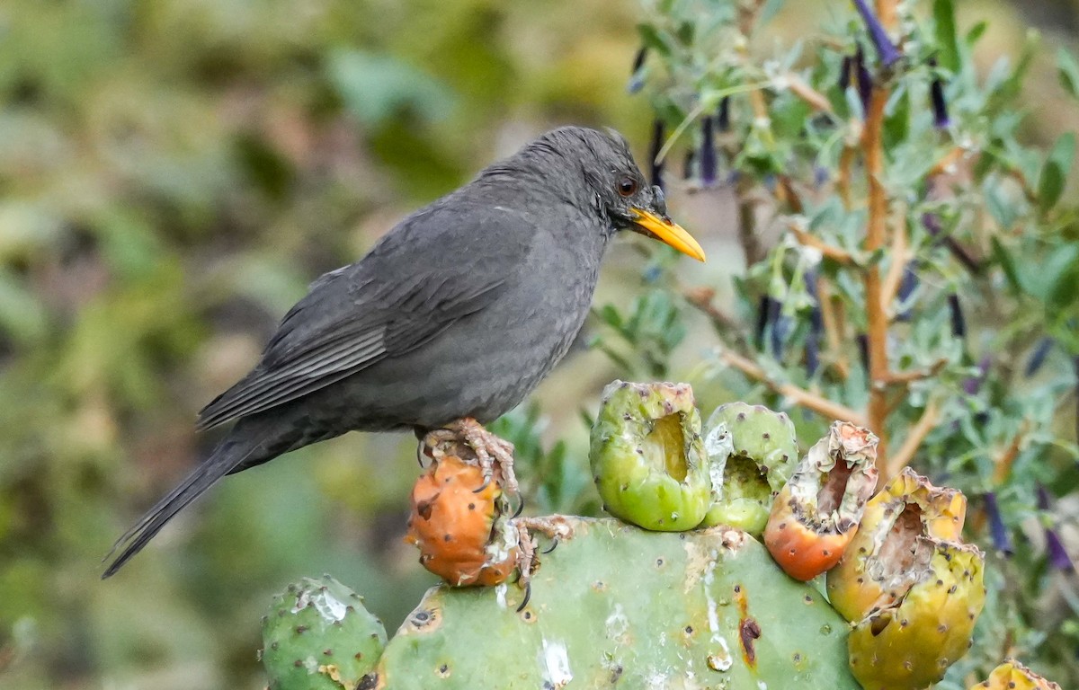 Chiguanco Thrush - ML646577720
