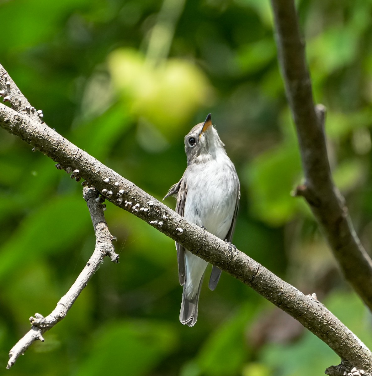 Asian Brown Flycatcher - ML646577742