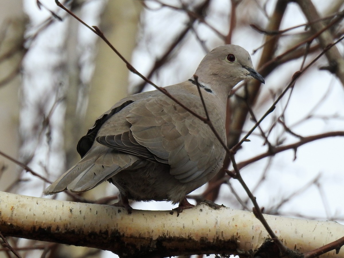 Eurasian Collared-Dove - ML646577751
