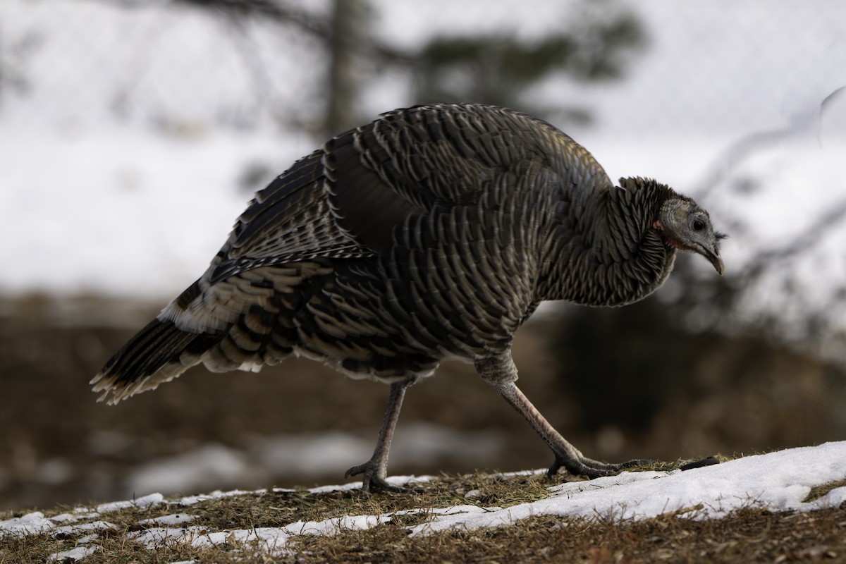 Wild Turkey - ML646577753