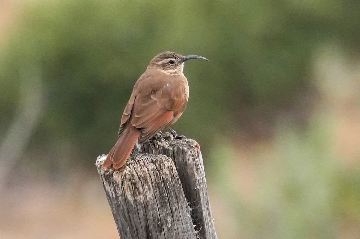 White-throated Earthcreeper - ML646577754