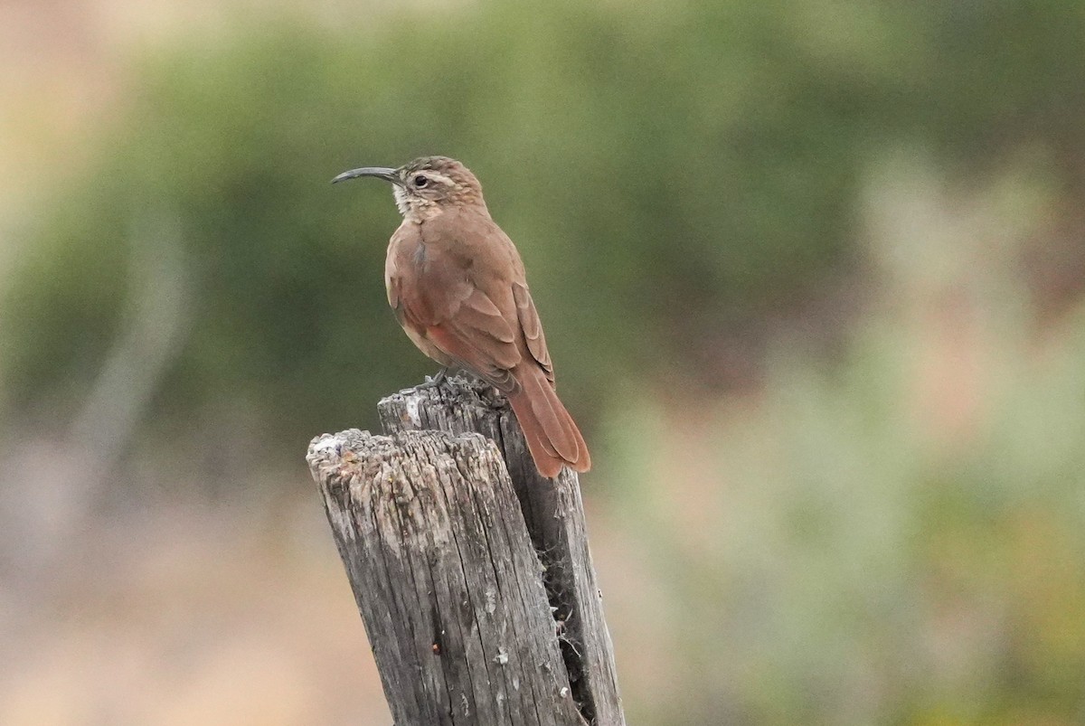 White-throated Earthcreeper - ML646577755