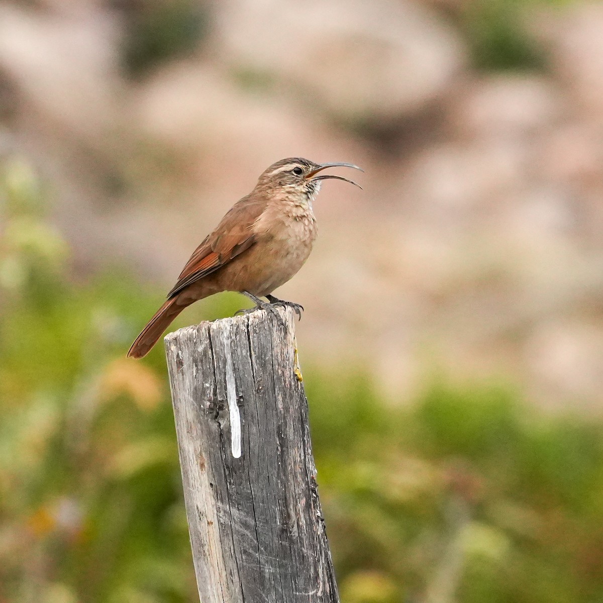 White-throated Earthcreeper - ML646577756