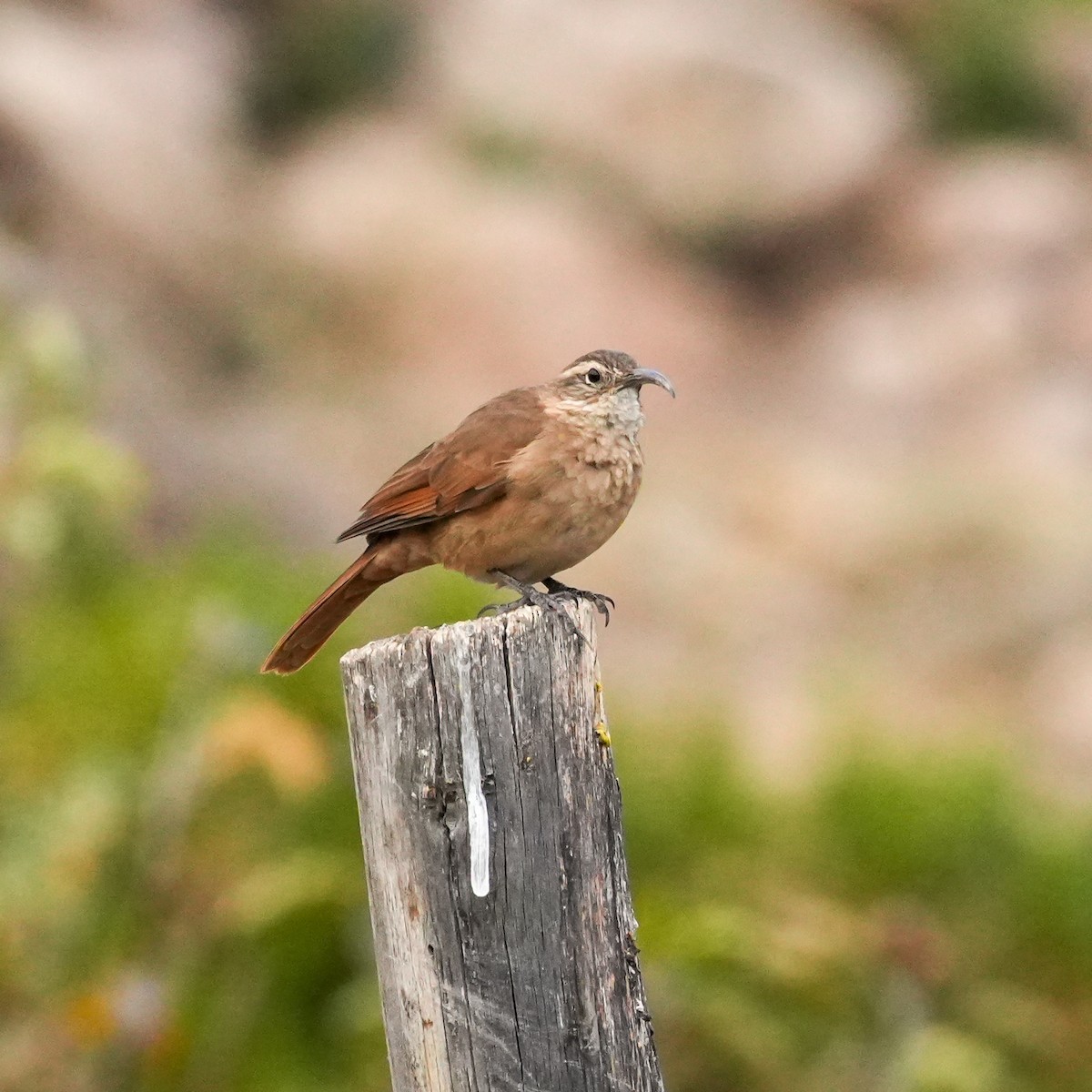 White-throated Earthcreeper - ML646577757