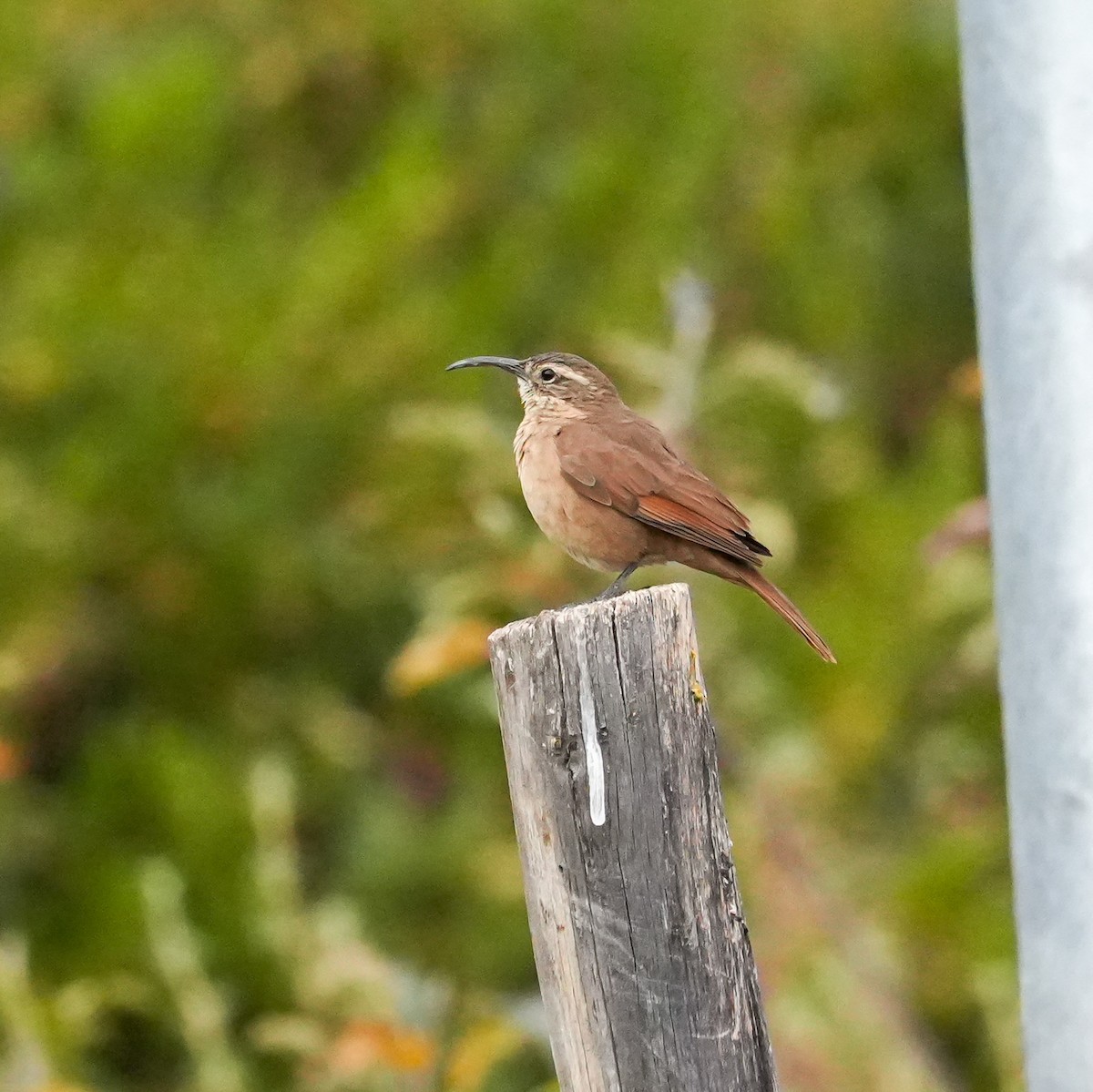 White-throated Earthcreeper - ML646577758