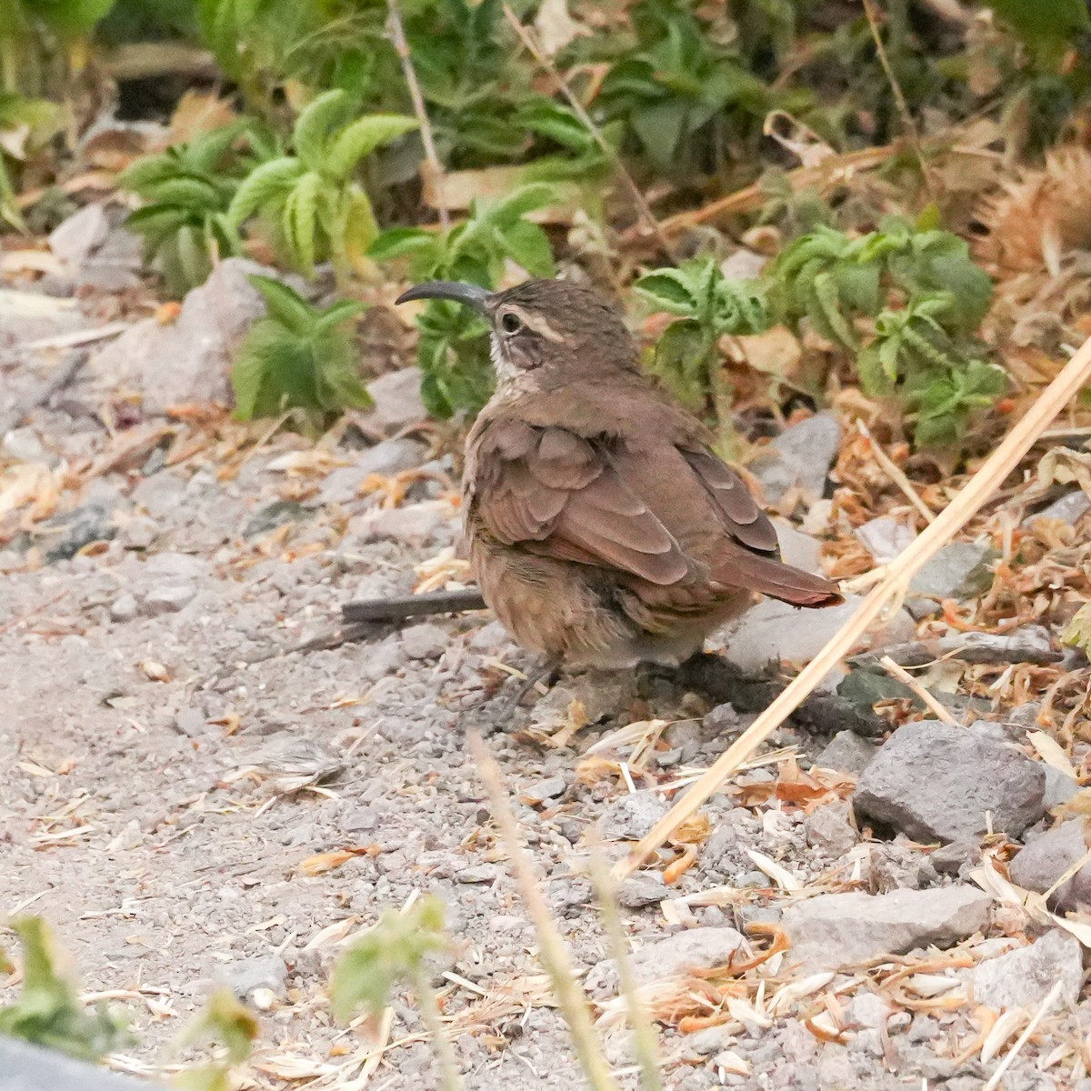 White-throated Earthcreeper - ML646577759