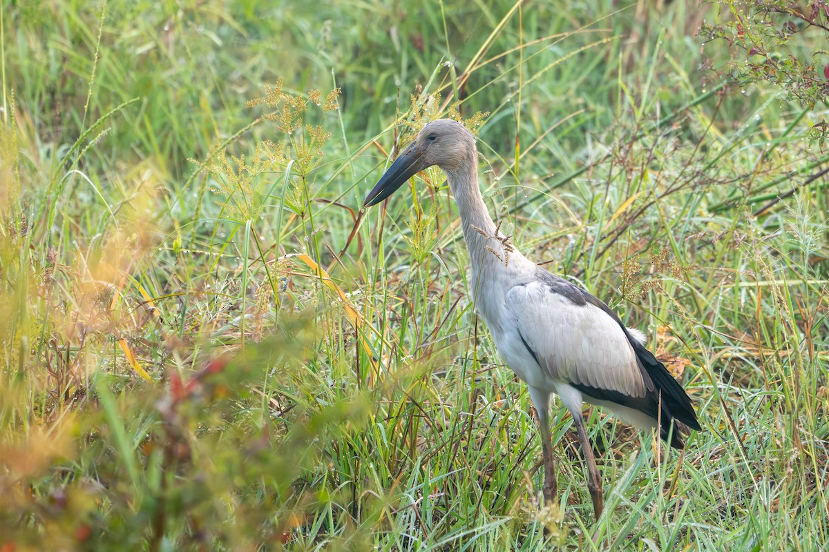 Asian Openbill - ML646577760