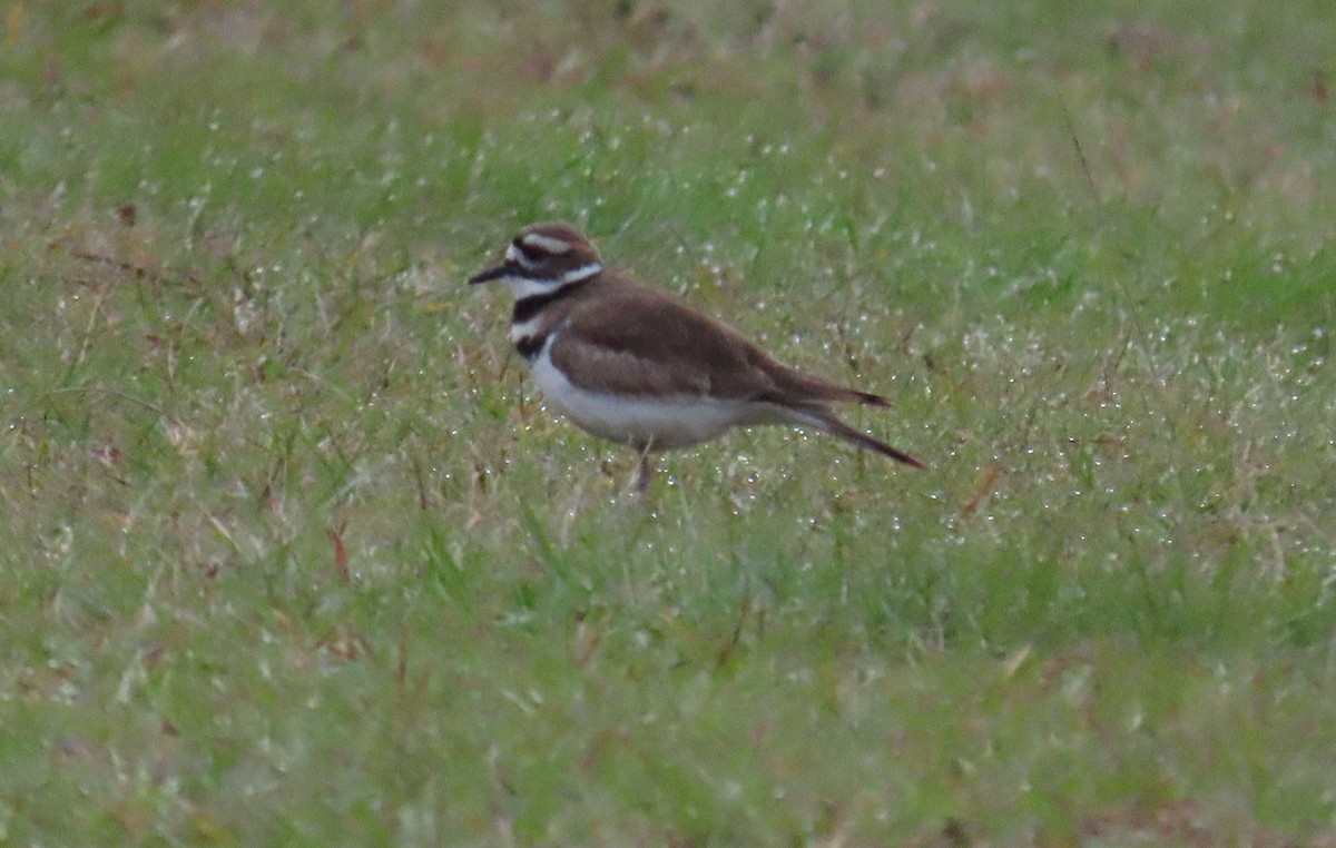 Killdeer - ML646577761