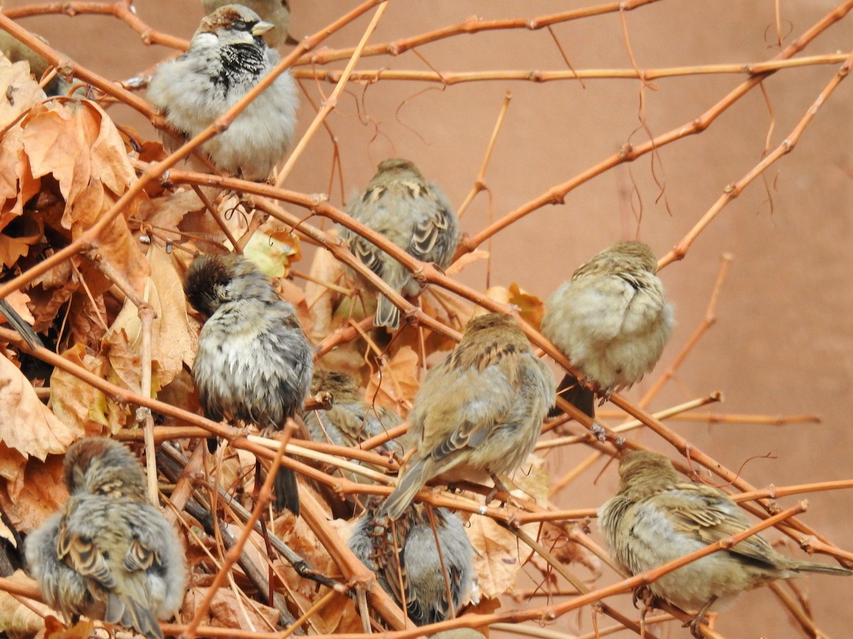 House Sparrow - ML646577763