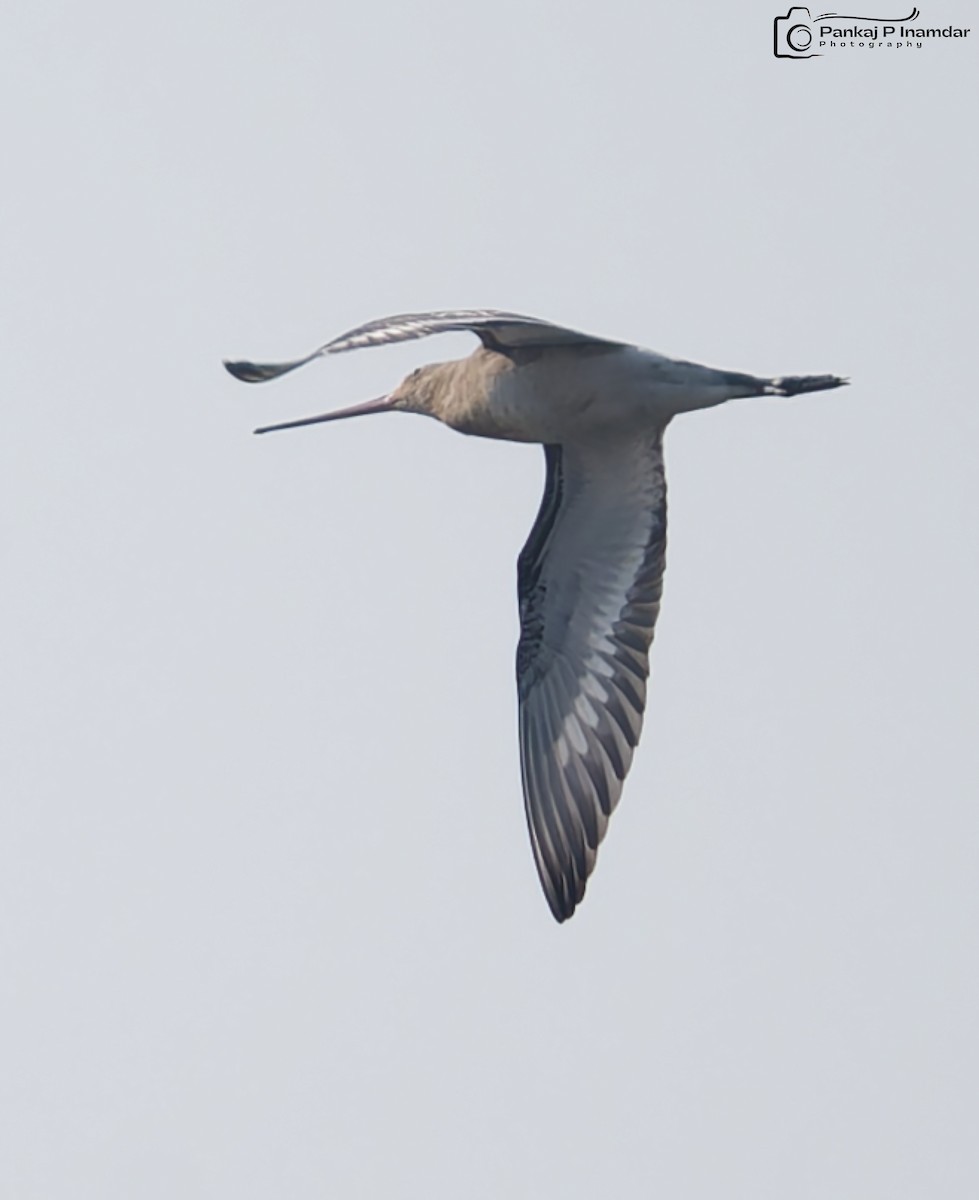 Black-tailed Godwit - ML646577766