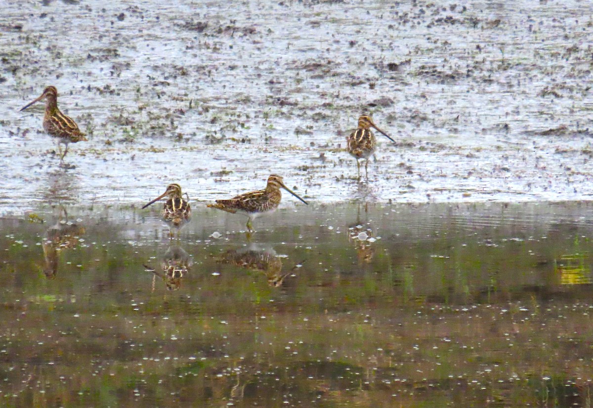 Wilson's Snipe - ML646577771