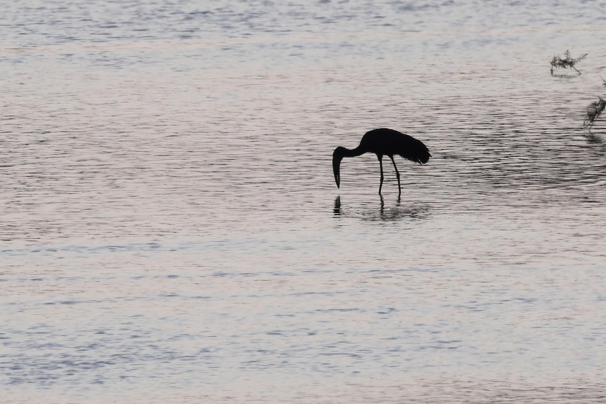 African Openbill - ML646577772