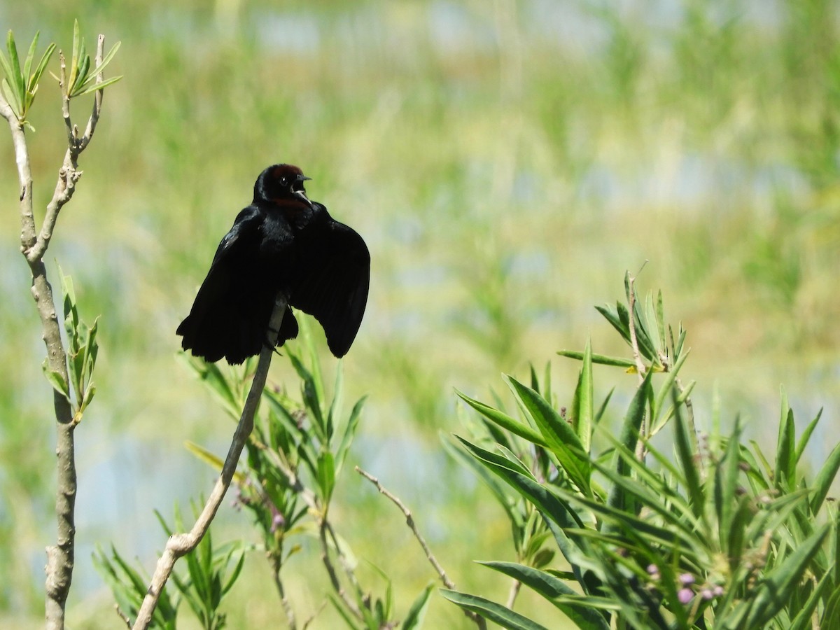 Ржавоголовый курен - ML646577773