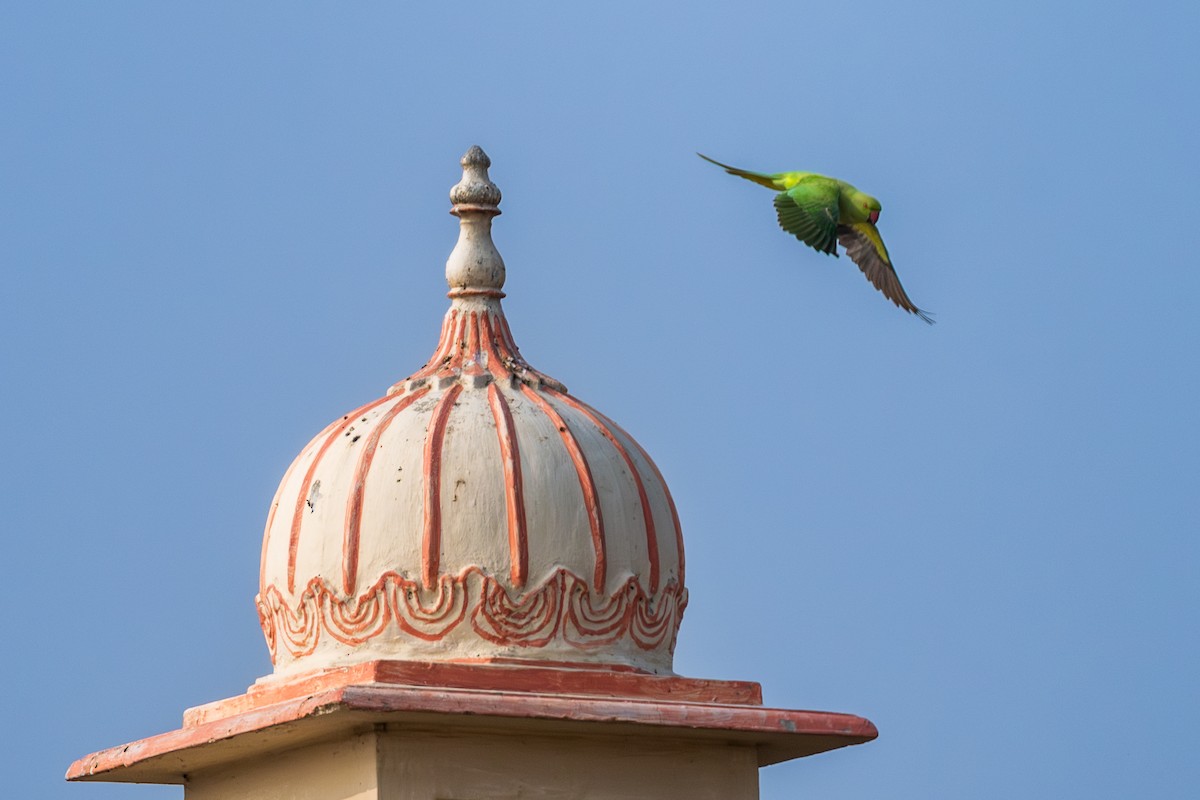 Yeşil Papağan - ML646577777