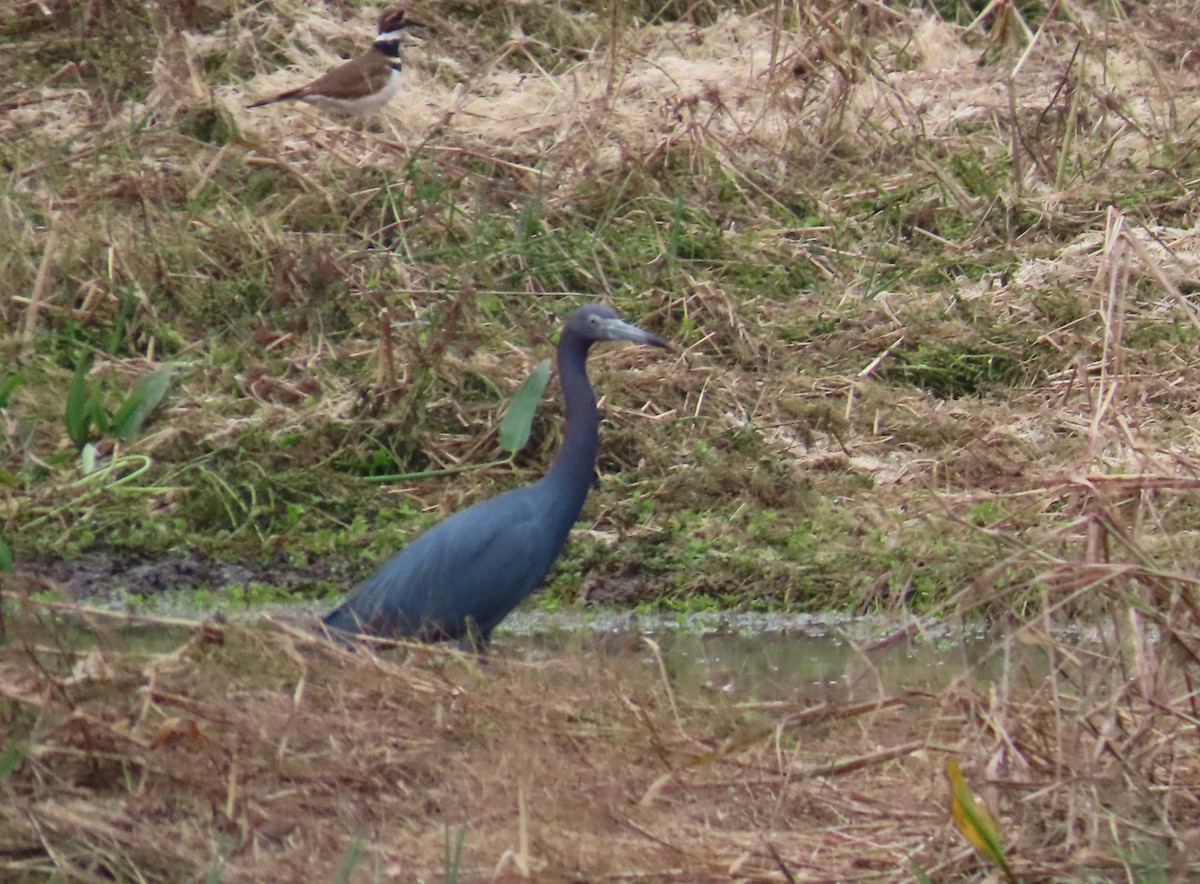 Little Blue Heron - ML646577779