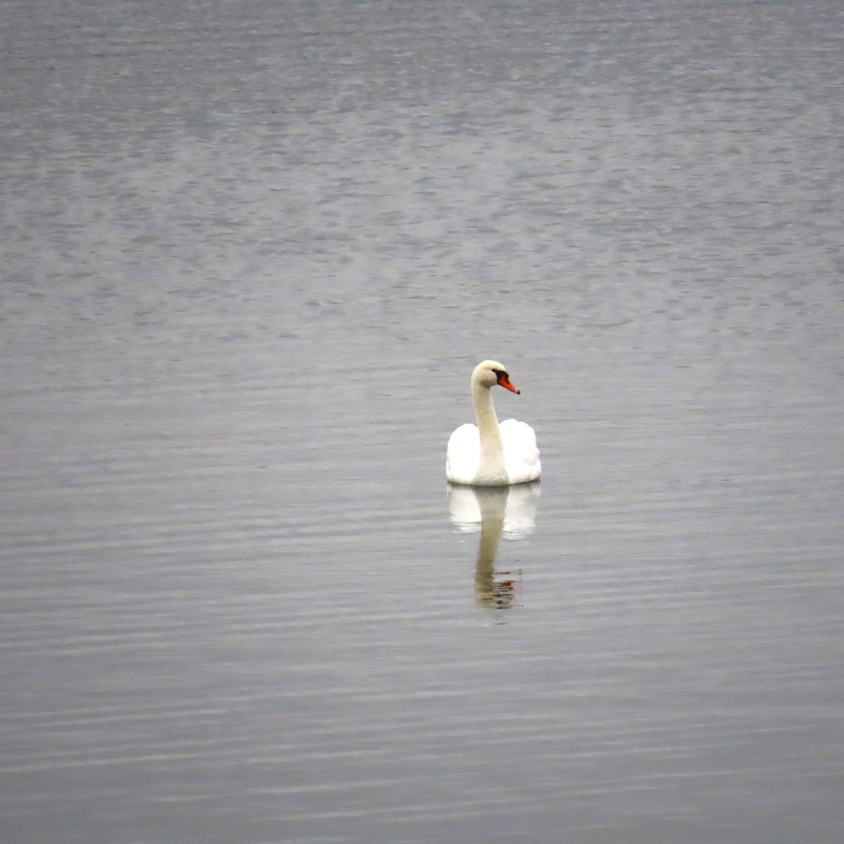 Mute Swan - ML646577790