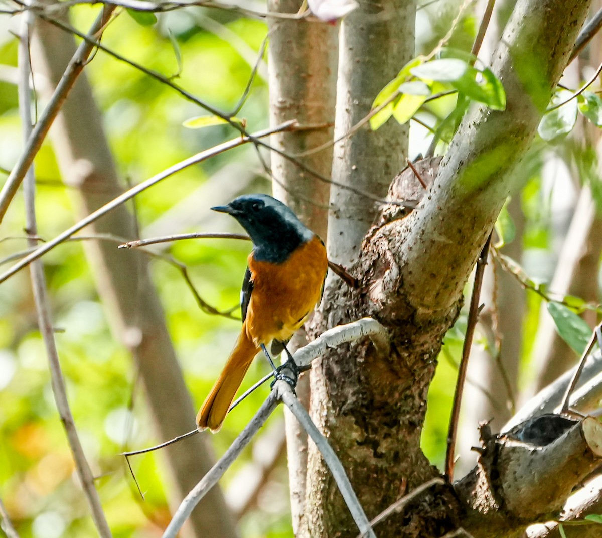 Daurian Redstart - ML646577791