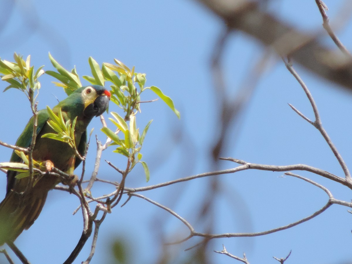 Blue-winged Macaw - ML646577794