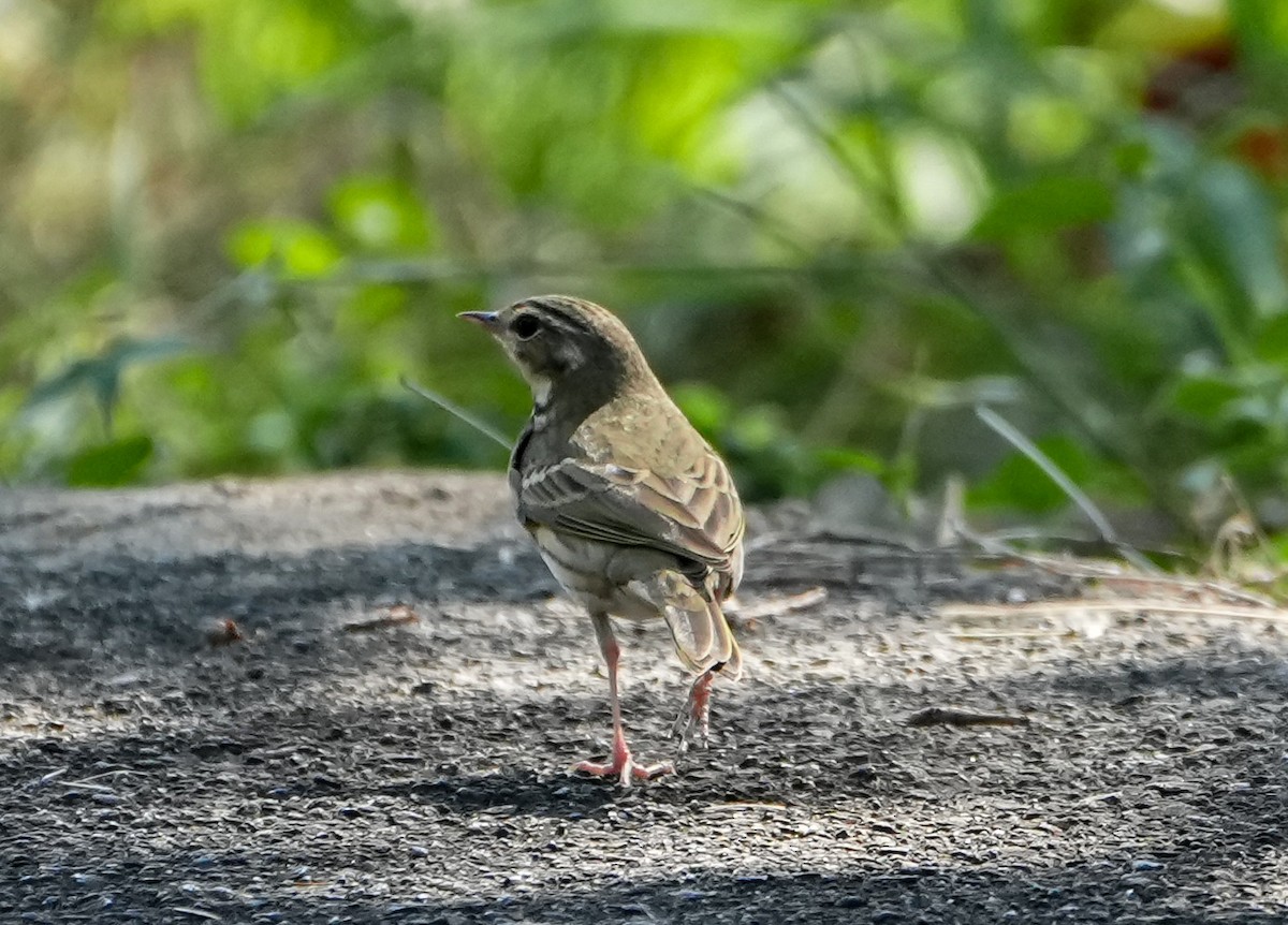 Olive-backed Pipit - ML646577801
