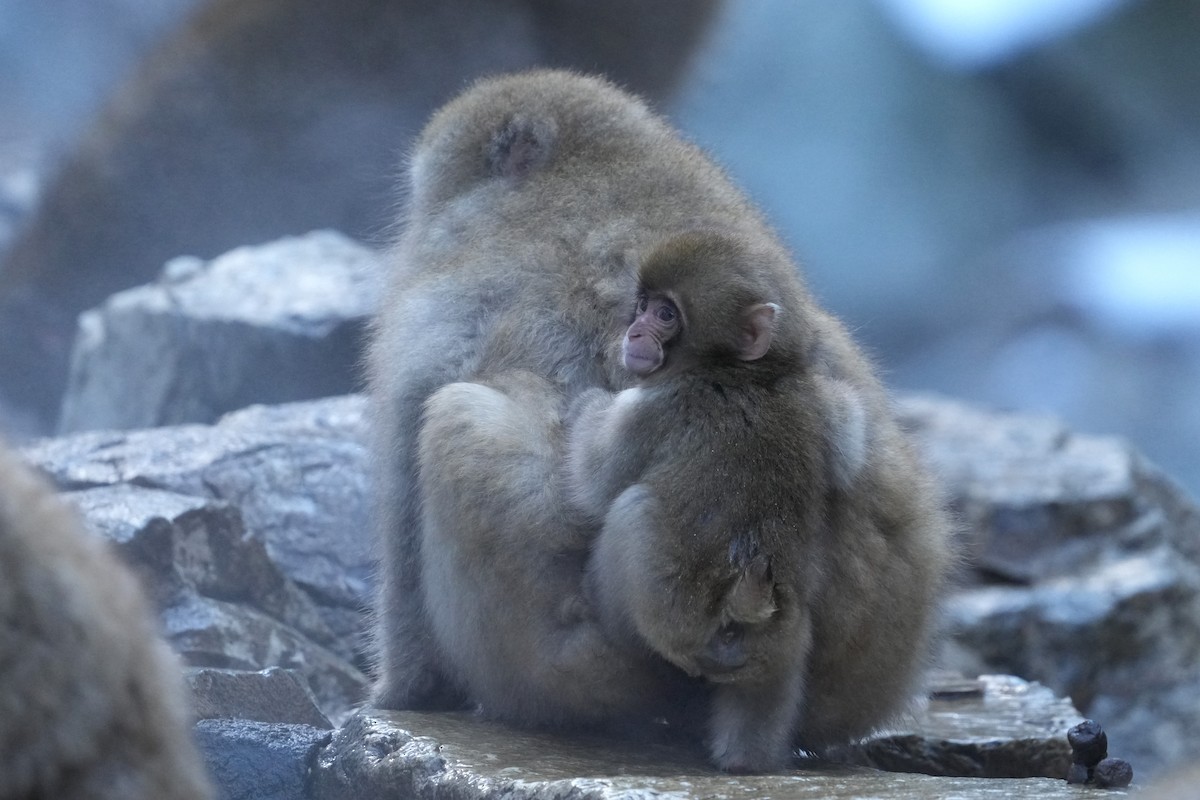 מקוק יפני - ML646577802
