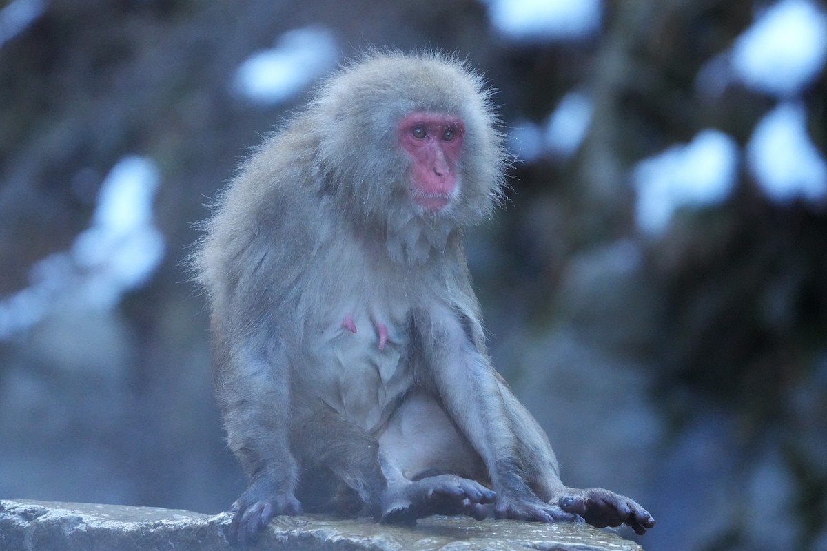 מקוק יפני - ML646577803