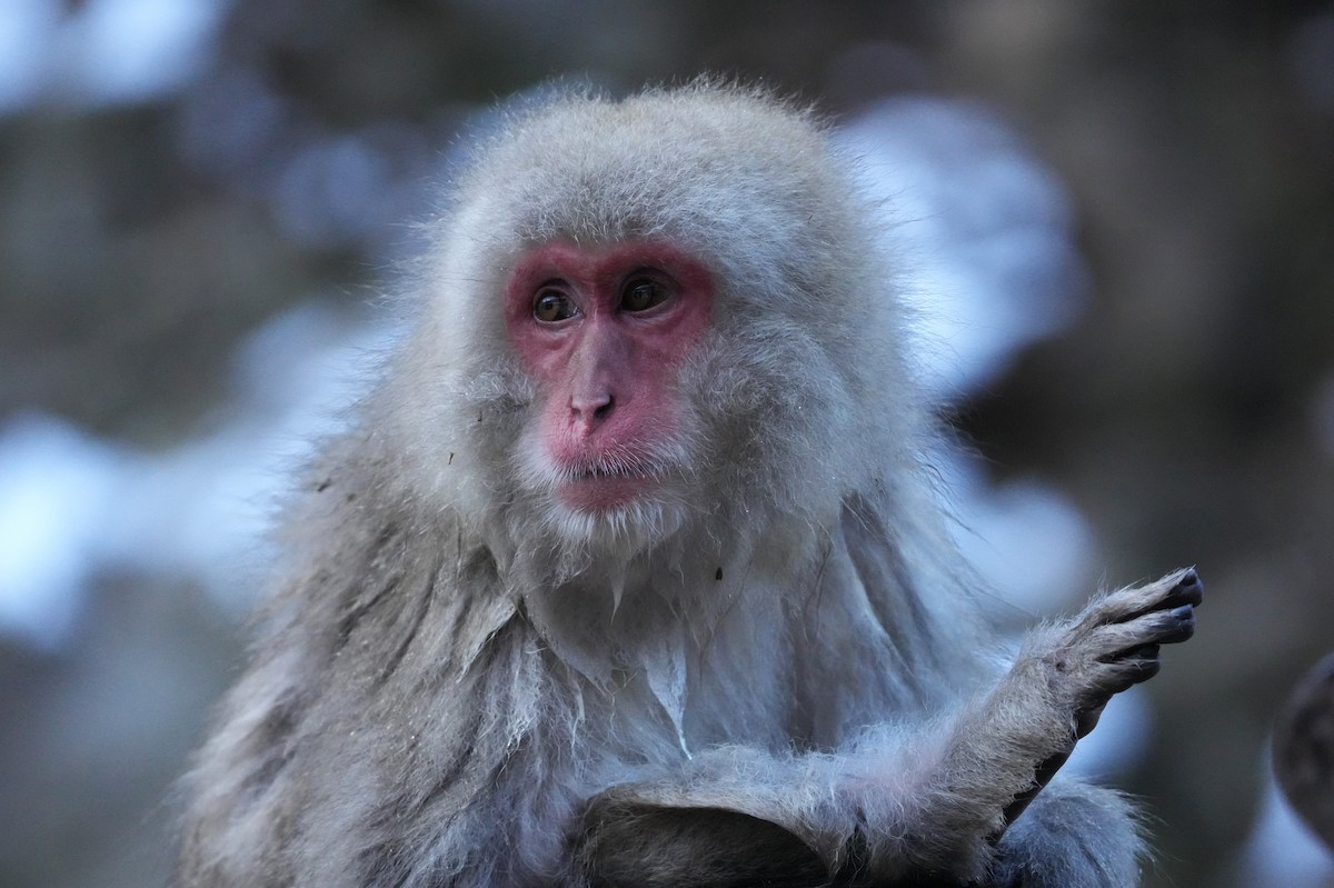 מקוק יפני - ML646577804