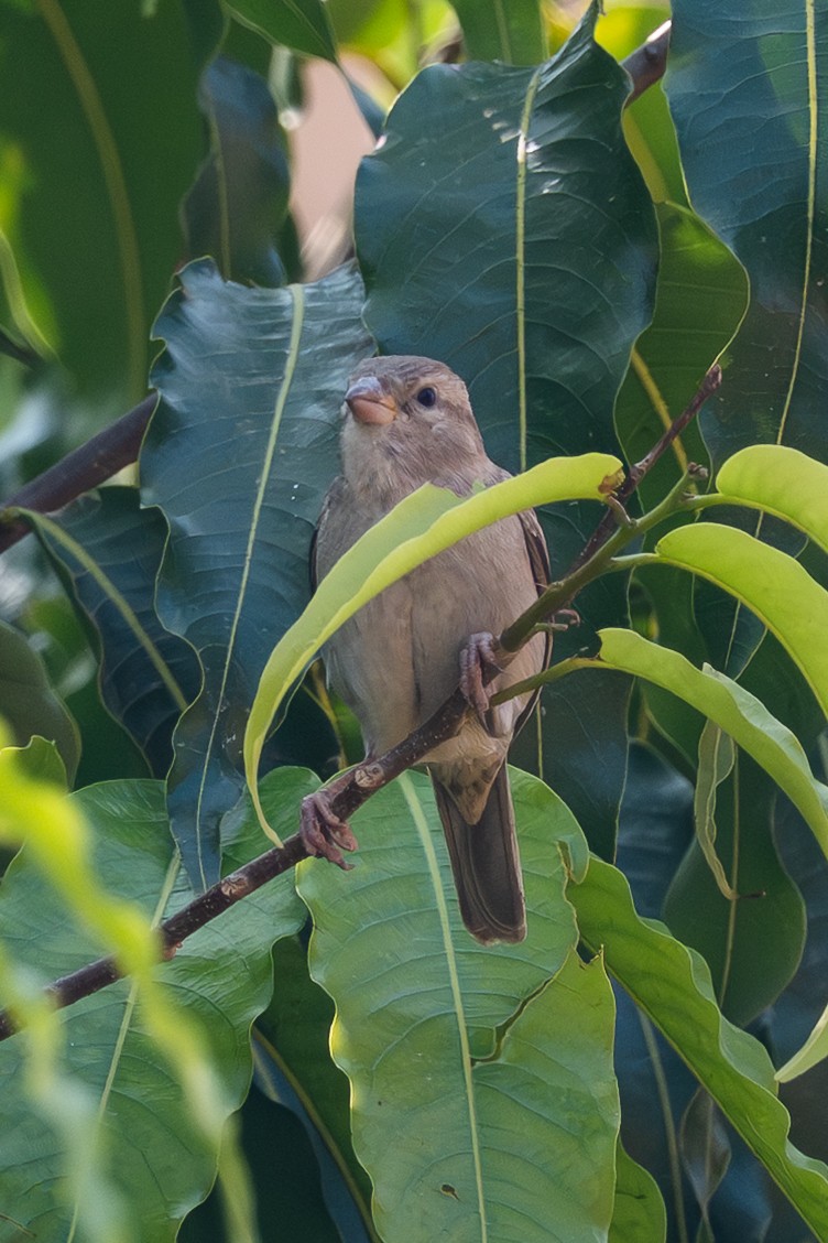 Serçe - ML646577807