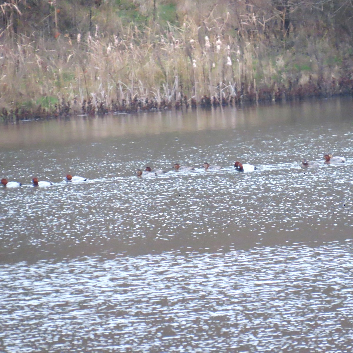 Common Pochard - ML646577808
