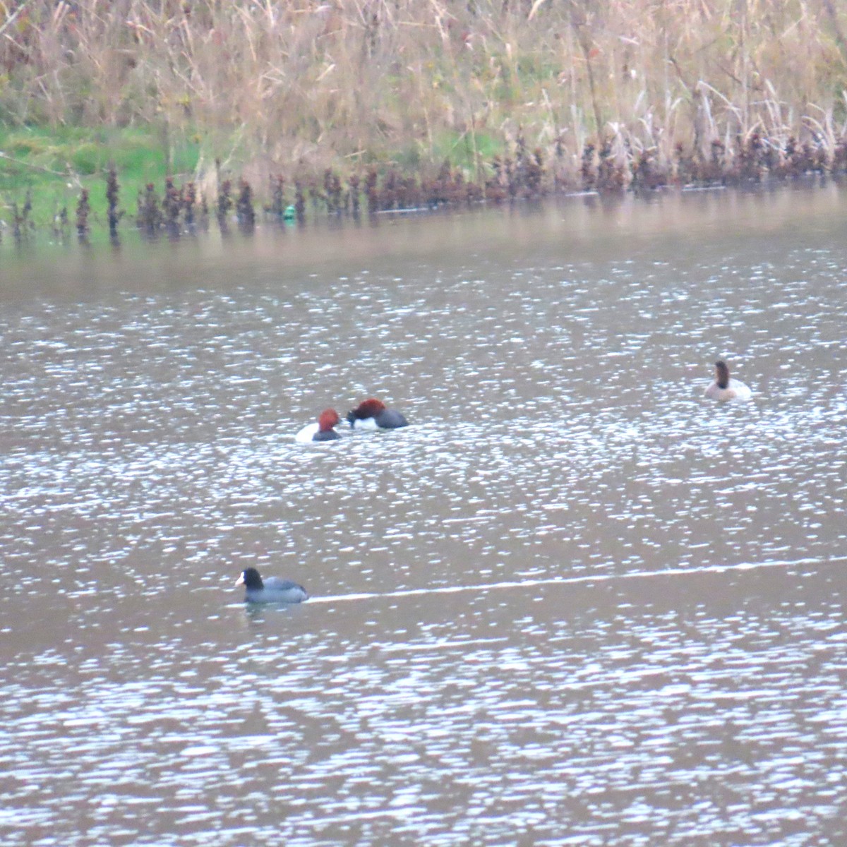 Common Pochard - ML646577809