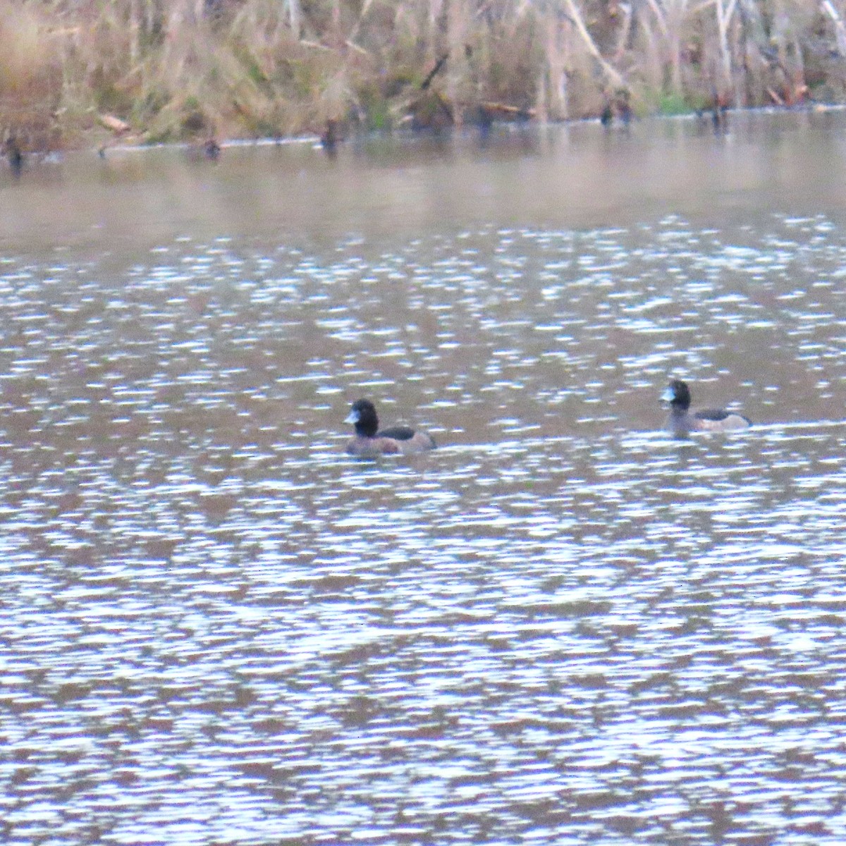 Tufted Duck - ML646577815