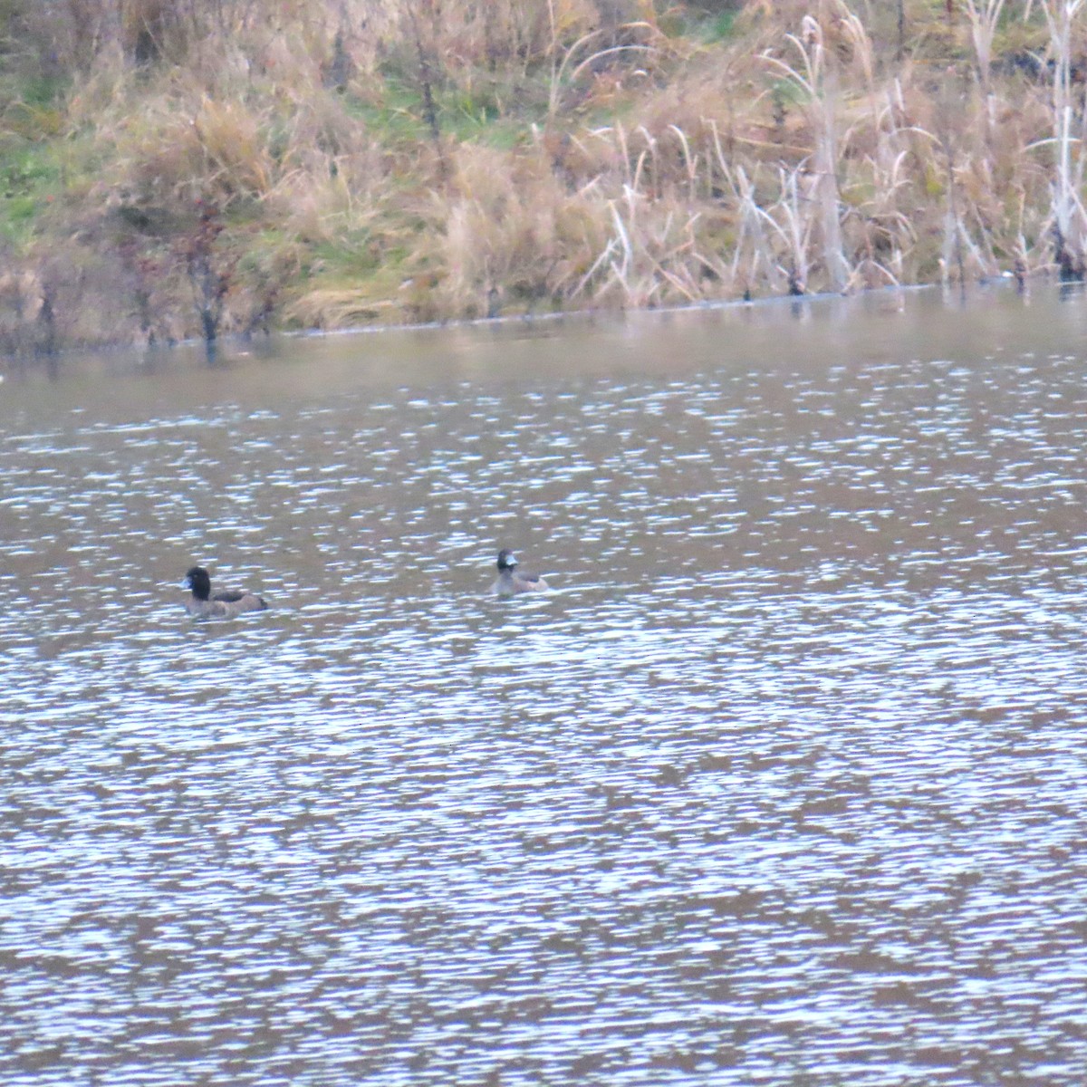 Tufted Duck - ML646577817