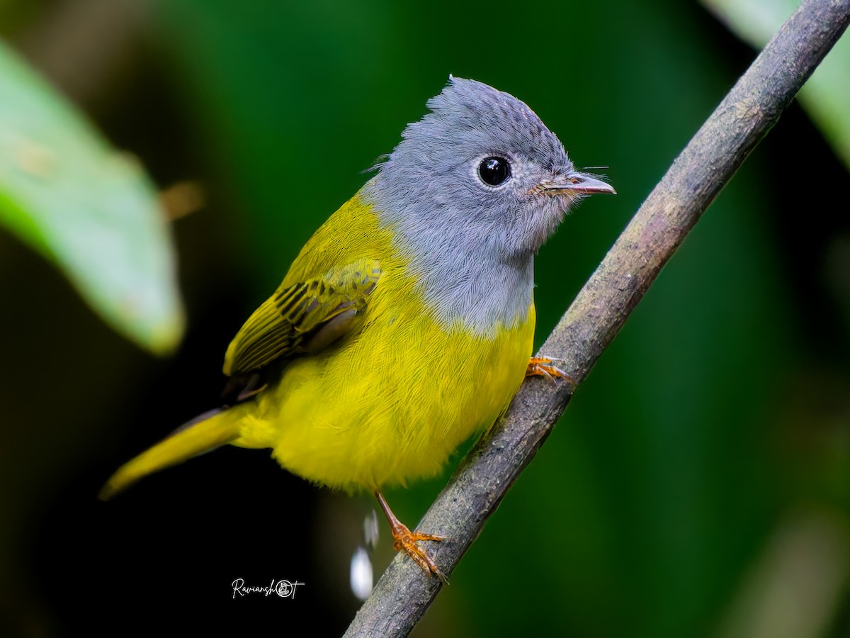 方尾鶲 - ML646577821