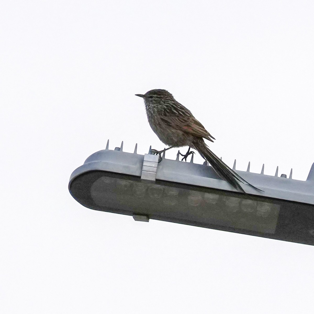 Сікора світлогорла - ML646577823