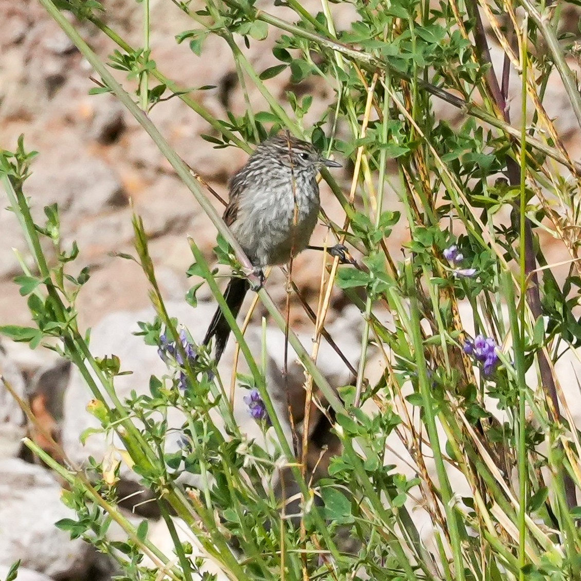 Streaked Tit-Spinetail - ML646577824