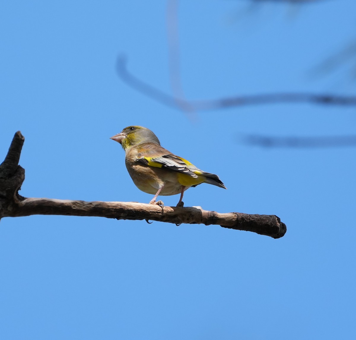 Oriental Greenfinch - ML646577825