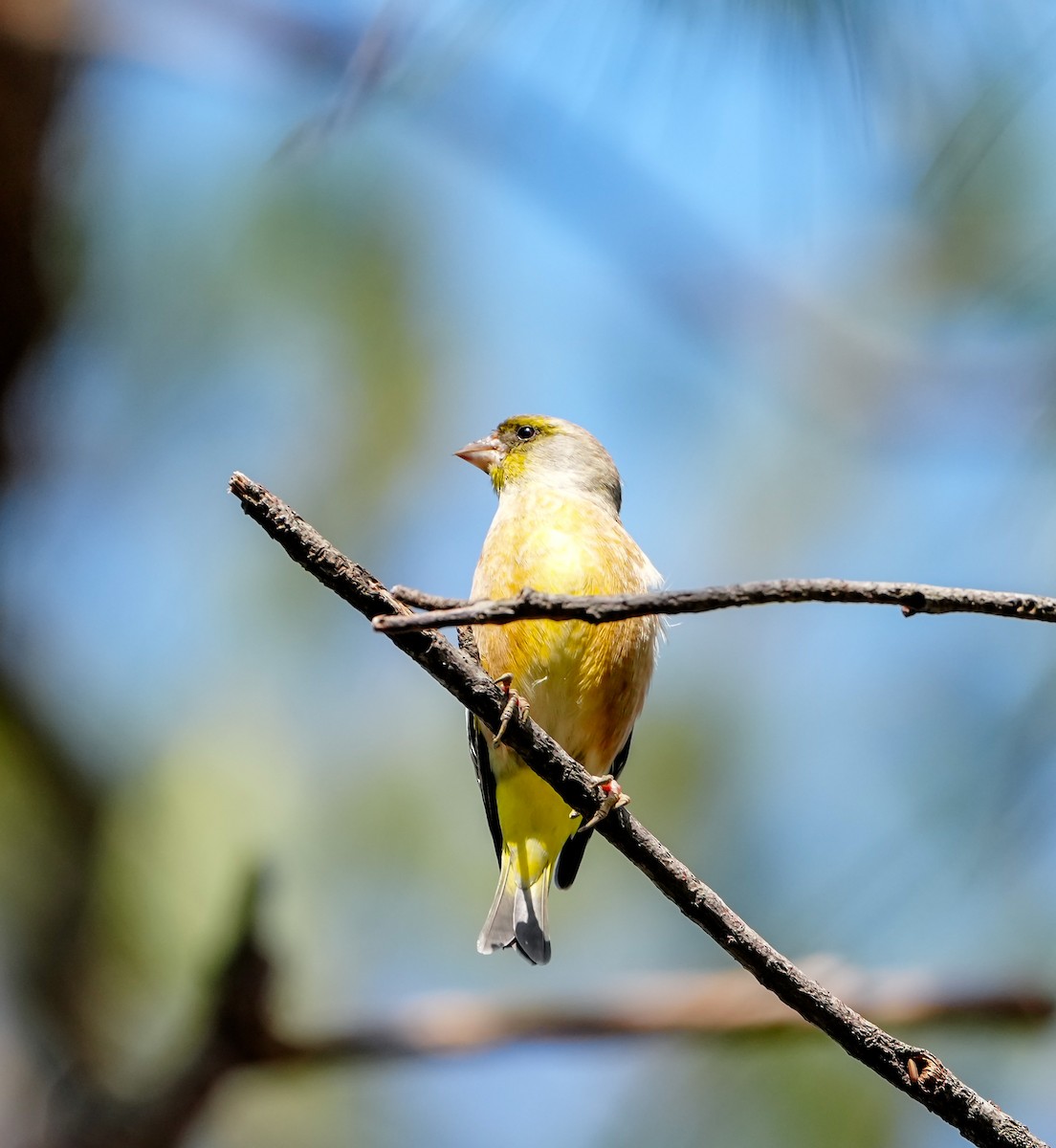 Oriental Greenfinch - ML646577826