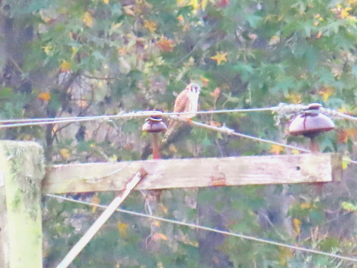 American Kestrel - ML646577827
