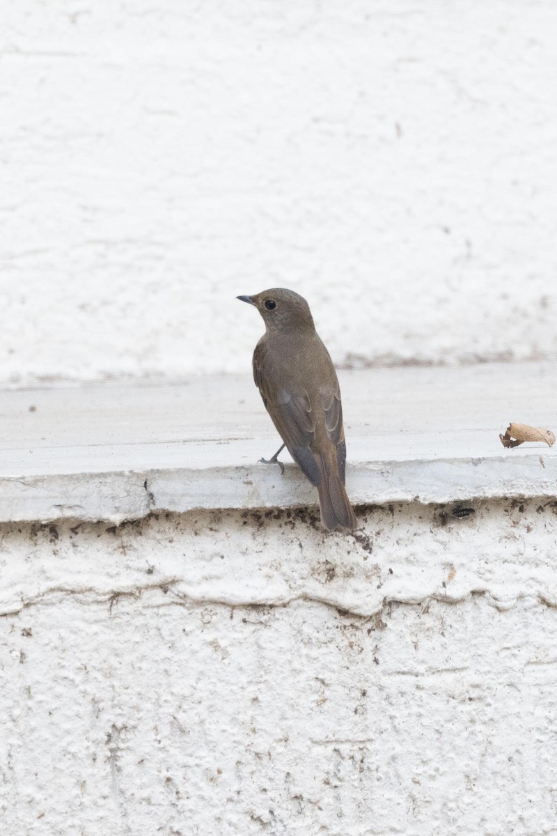 クロジョウビタキ - ML646577829