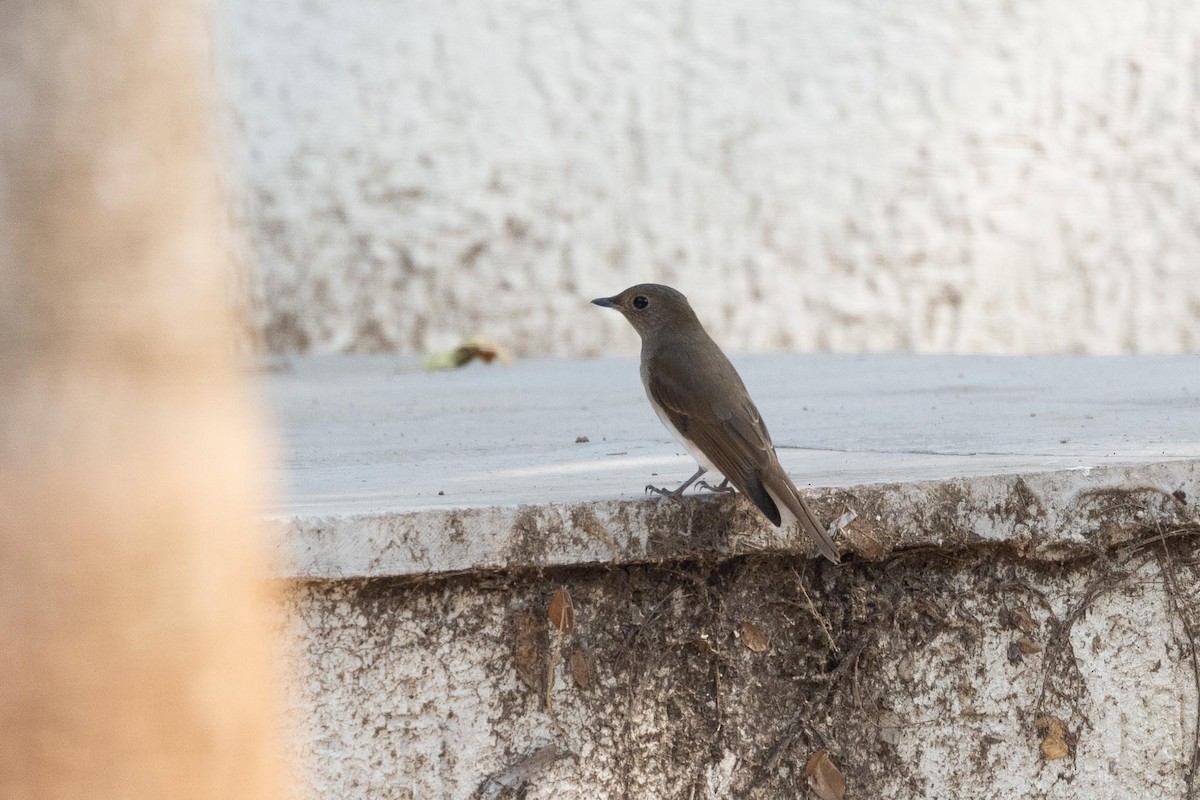 クロジョウビタキ - ML646577830