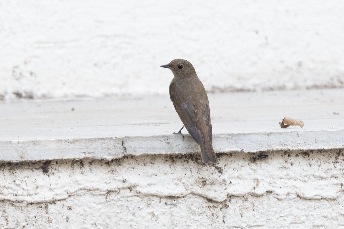 クロジョウビタキ - ML646577831