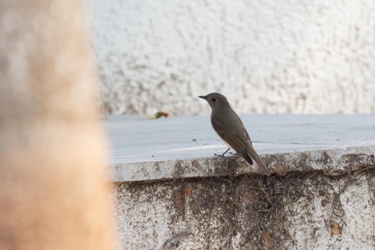 クロジョウビタキ - ML646577832