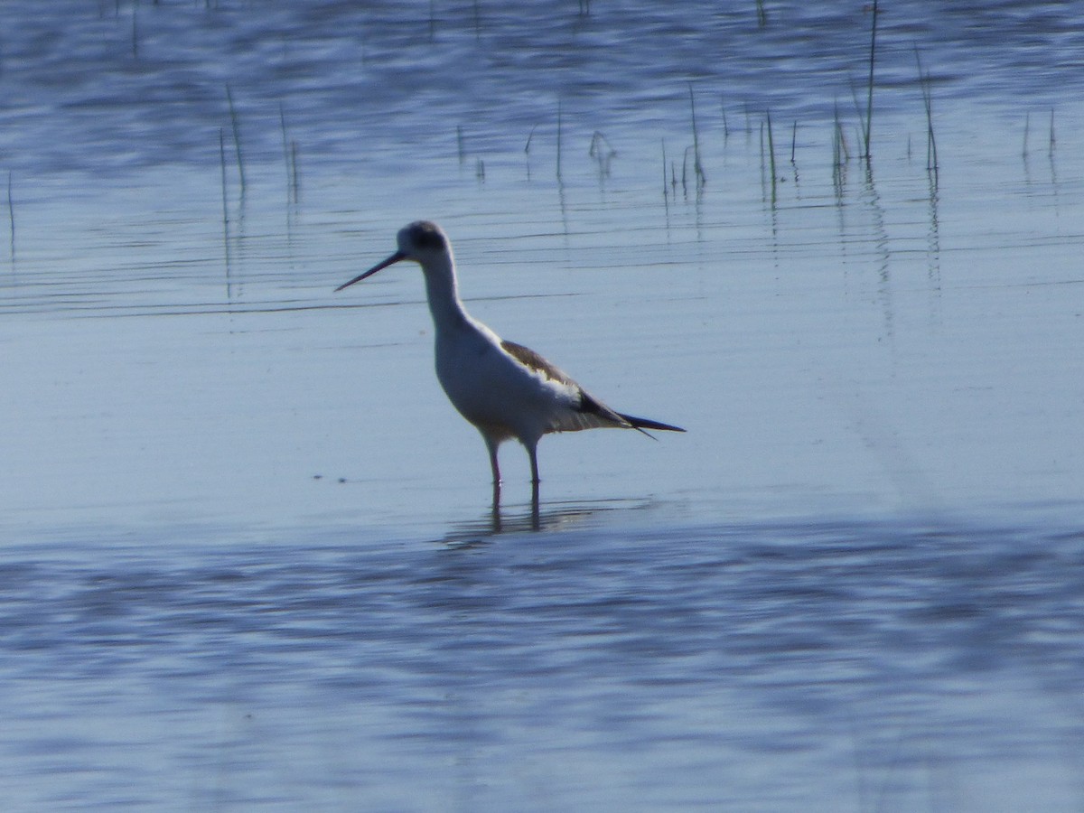Black-winged Stilt - ML646577847