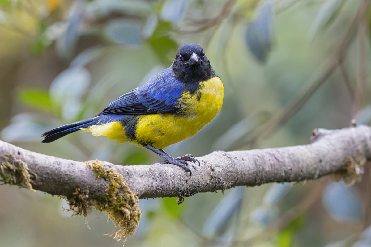 Hooded Mountain Tanager - ML646577850